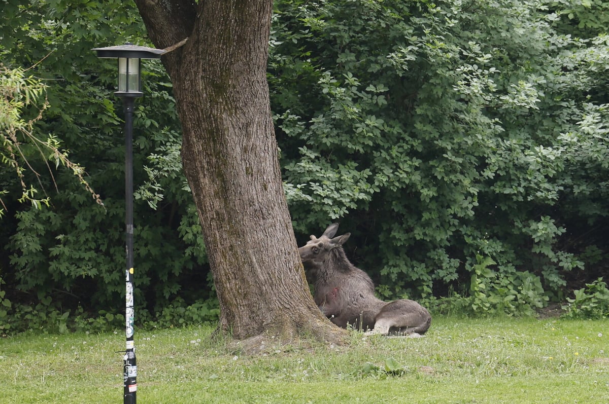 Wild Animals Increasingly Seen in Cities Pose Potential Dangers
