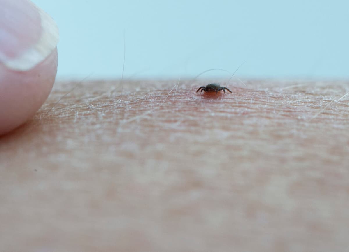 Tick Larvae Found to Spread Diseases Like Borrelia and Babesia