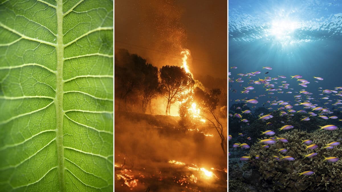 New ESA satellites will track plant fluorescence and speed up forest fire warnings