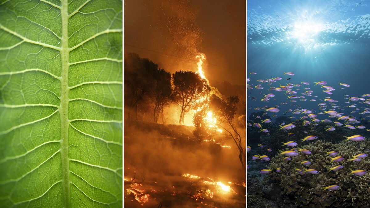 New ESA satellites will track plant fluorescence and speed up forest fire warnings