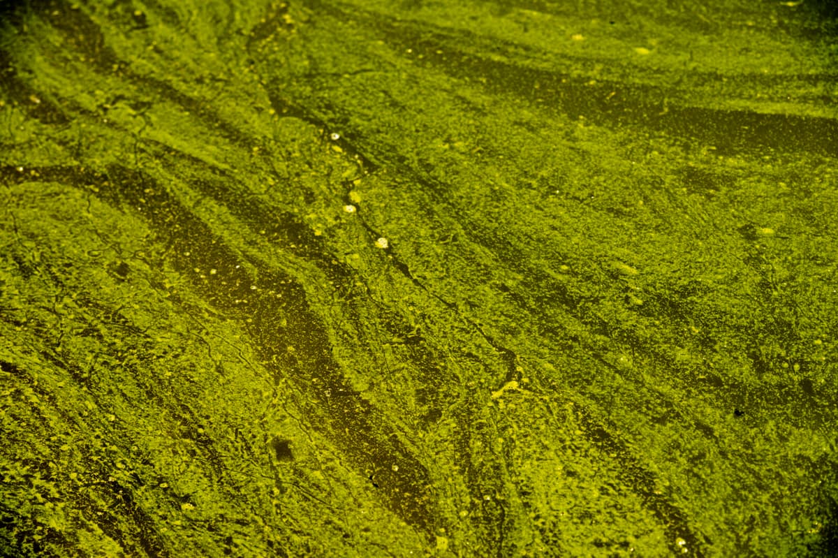 Massive Algae Bloom Devastates Wildlife on Australia's South Coast