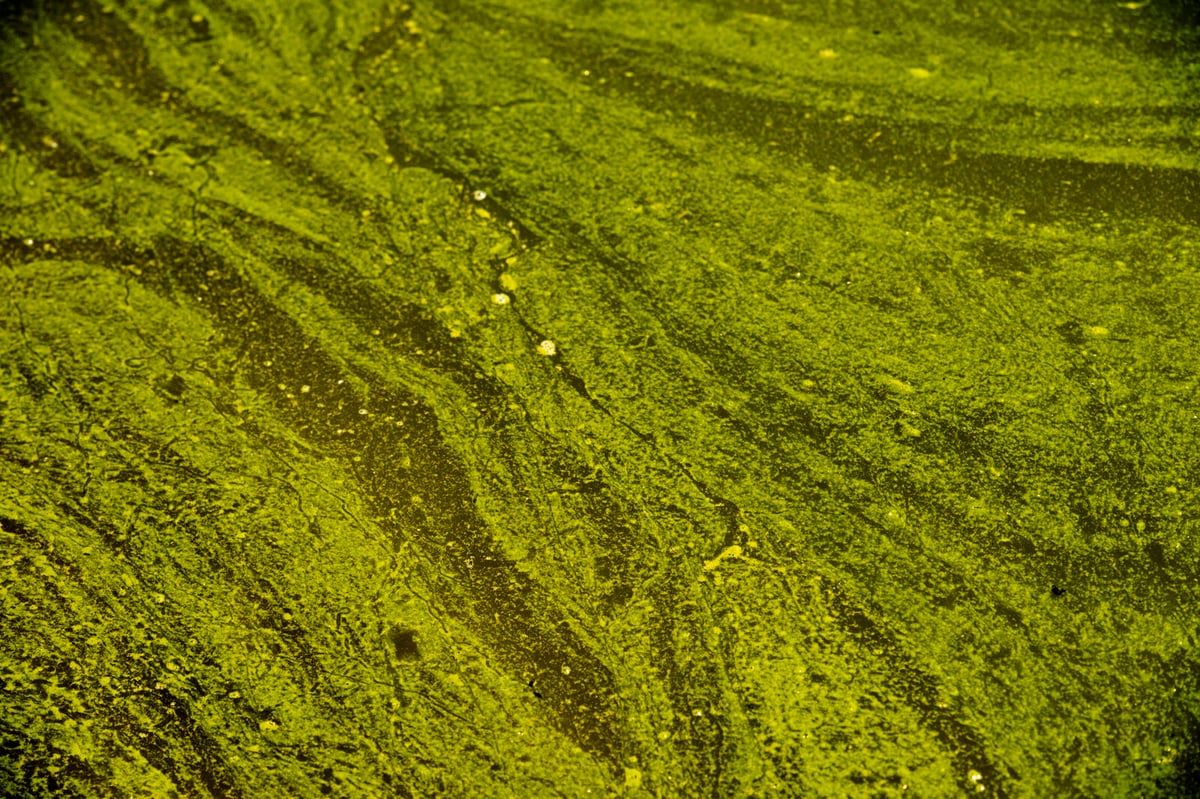 Massive Algae Bloom Devastates Wildlife on Australia's South Coast
