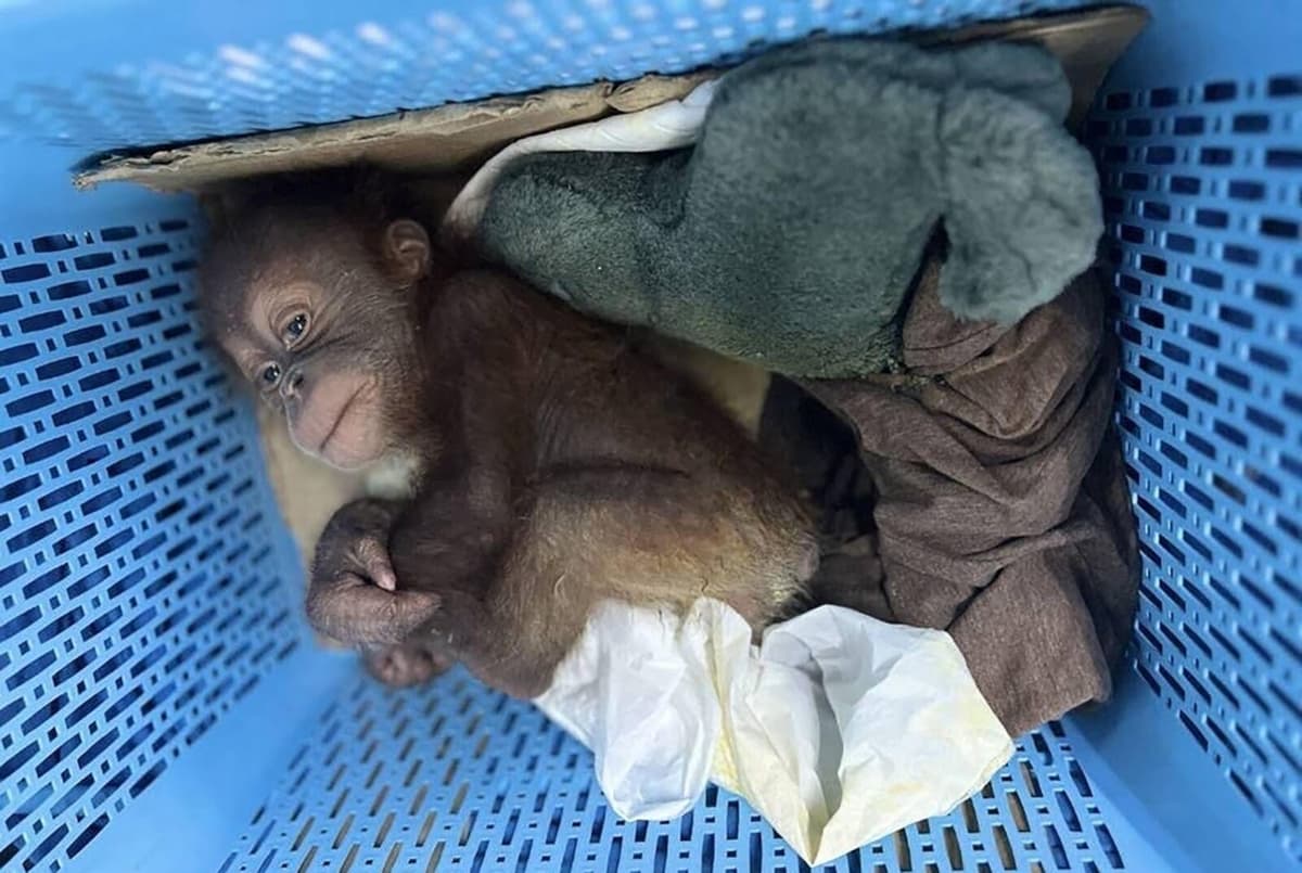Orangutans Found in Laundry Basket During Thai Smuggling Arrest