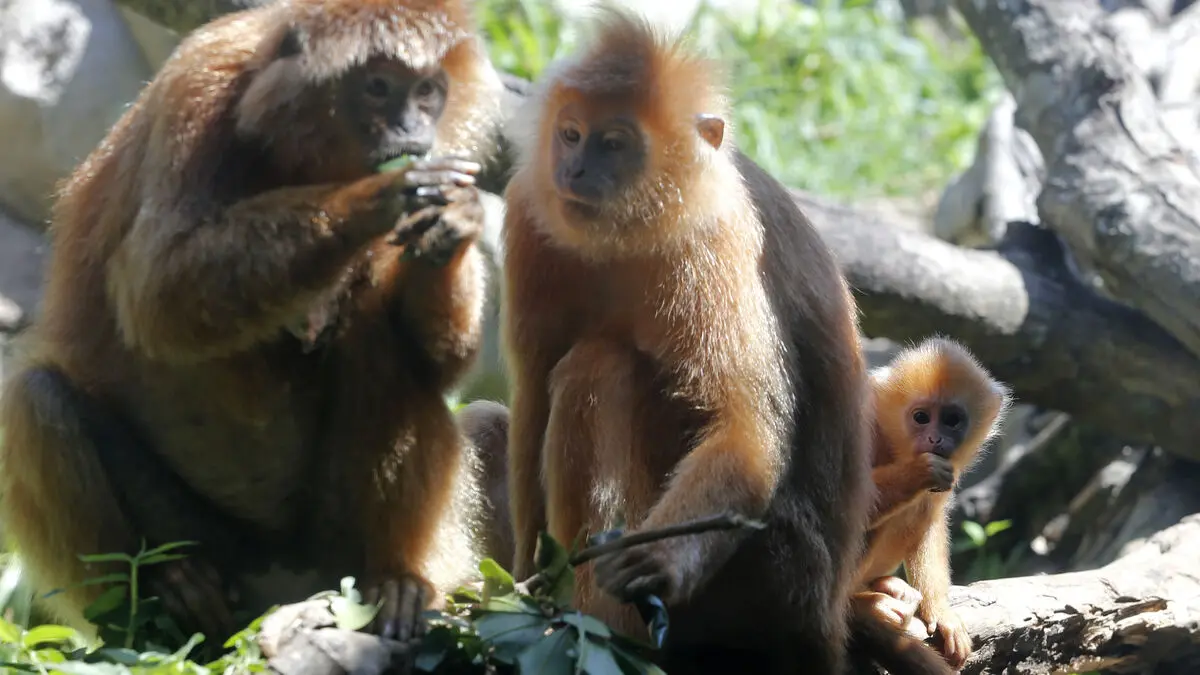 Endangered monkeys found in checked bag