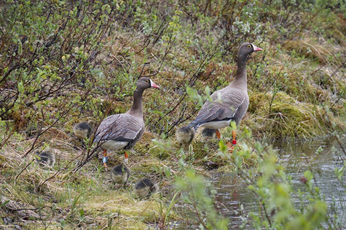 Bean Goose Breeds in Västerbotten After 40 Years