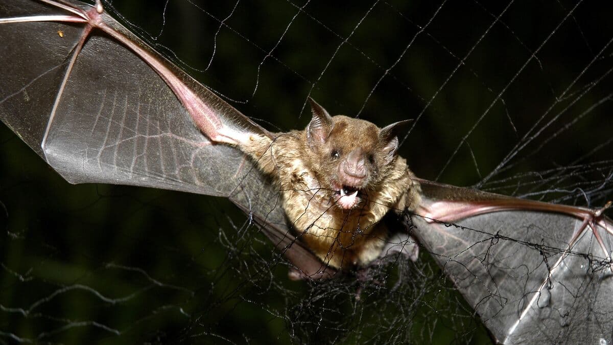 Ontario boy dies of rabies after waking with bat on his face