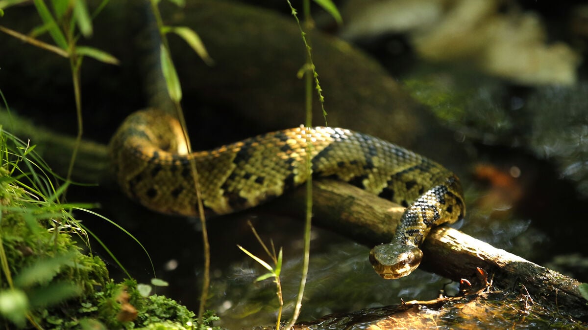 Arkansas high school player finds venomous water moccasin in his football helmet