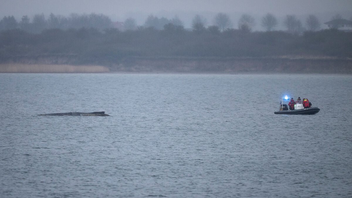 Humpback whale saved again - major challenge remains