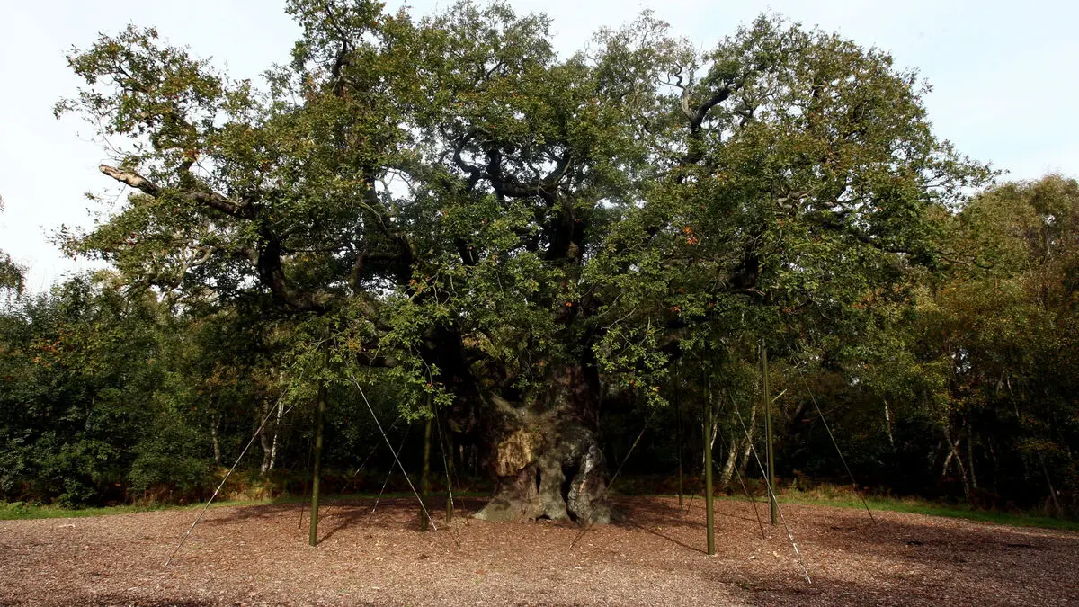 Major Oak, the over a thousand-year-old Robin Hood tree in Sherwood Forest, has died