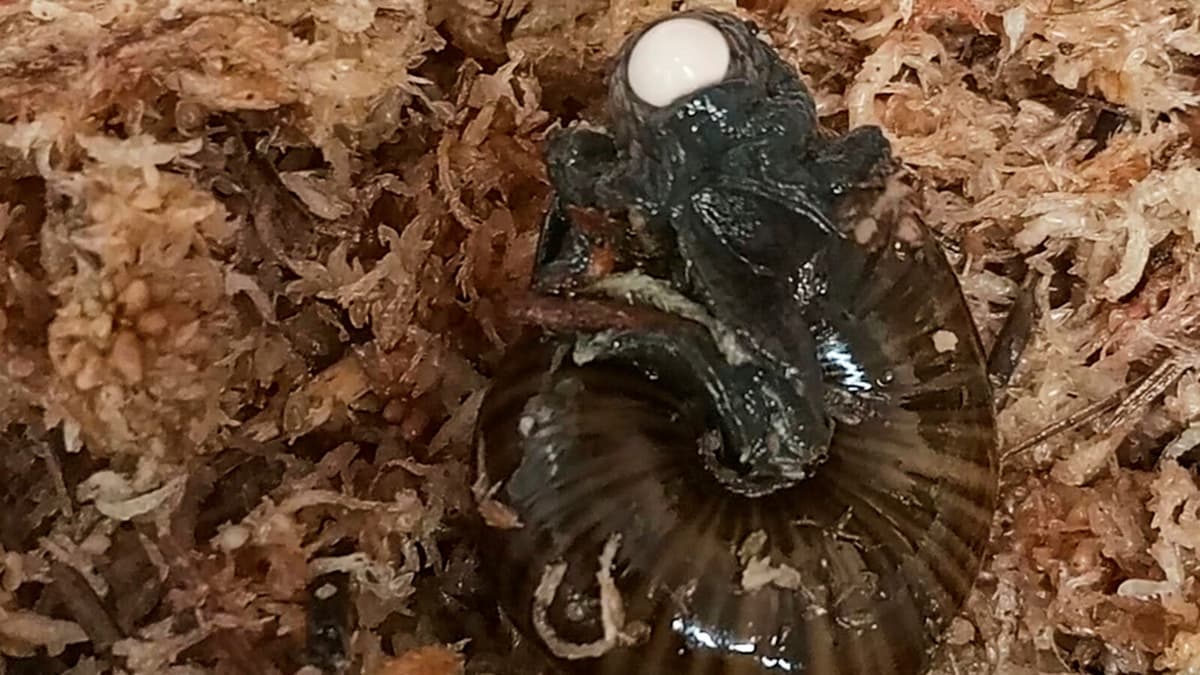 New Zealand Snail Lays Eggs Through Neck Captured on Film
