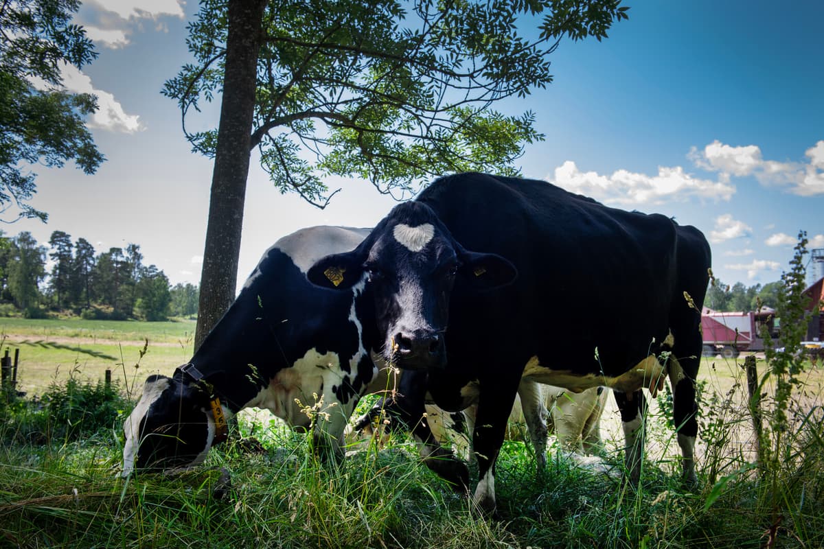 Cows Missing After Thunderstorm Escape in Ersmark