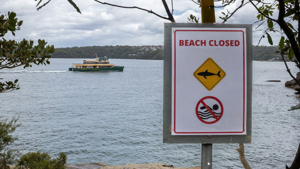 Another shark attack in Australia: surfer bitten on Mid North Coast, fourth attack in New South Wales in 48 hours