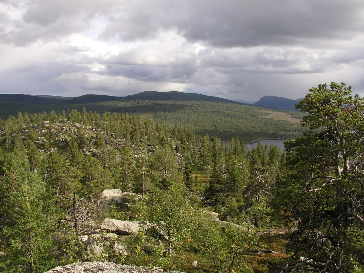 Gold and green forests for green securities