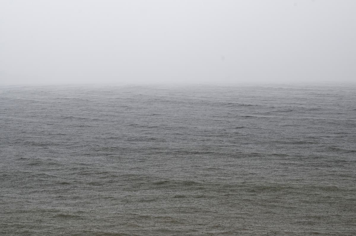 Rare Seven-Arm Octopus Discovered in Northern Öresund