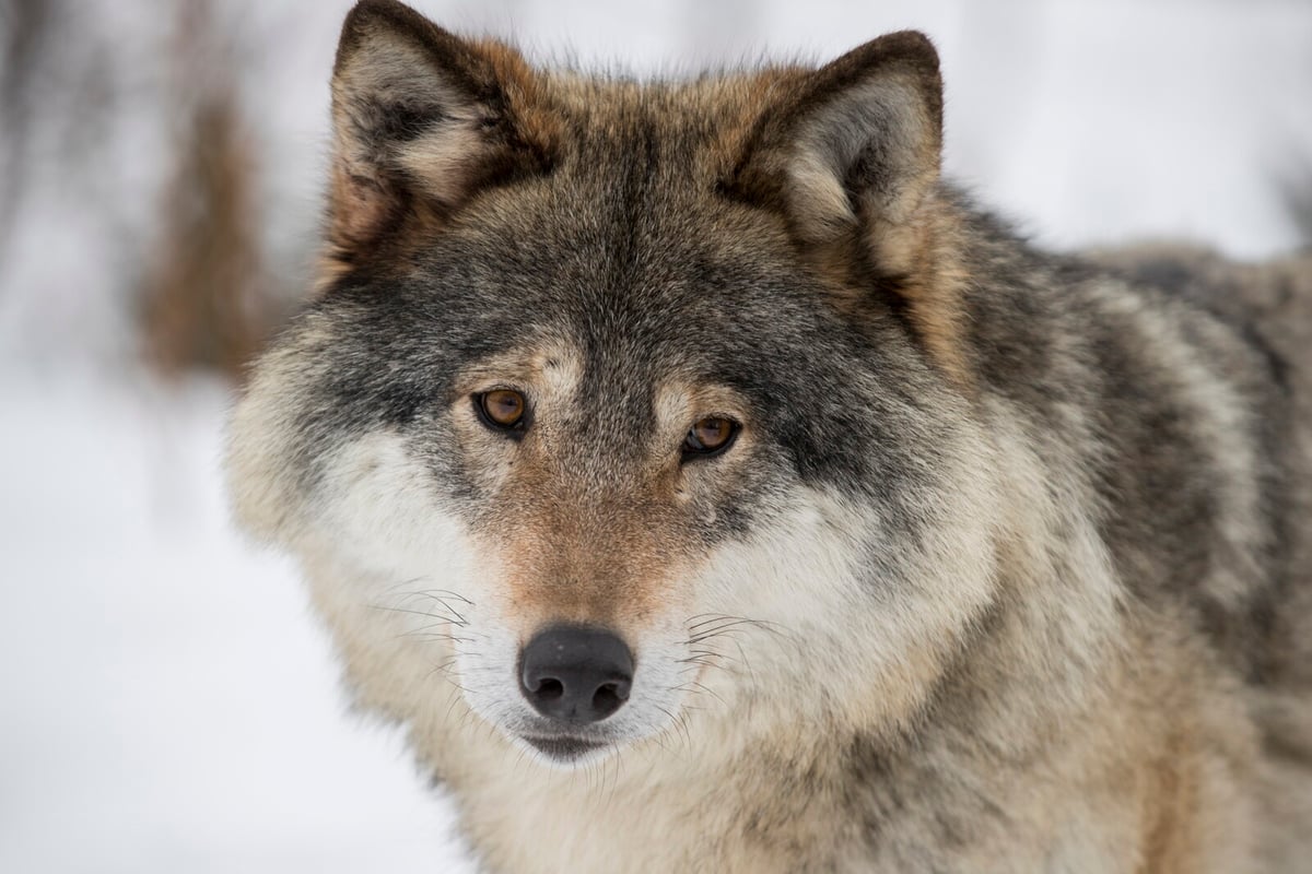 Denmark Sees Highest Wolf Population in Modern History