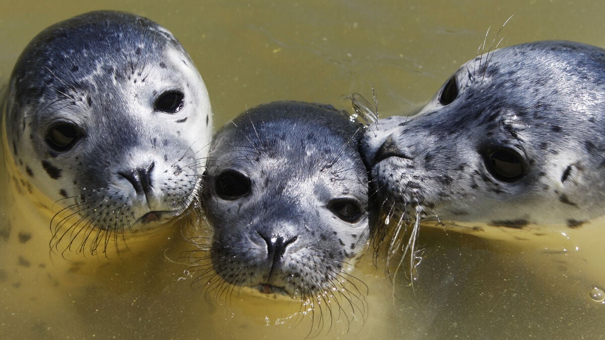 Decision on seal hunting - more seals will be shot than last year