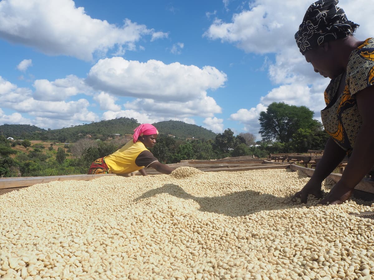 Clever Strategies Increase Coffee Production and Jobs in Tanzania