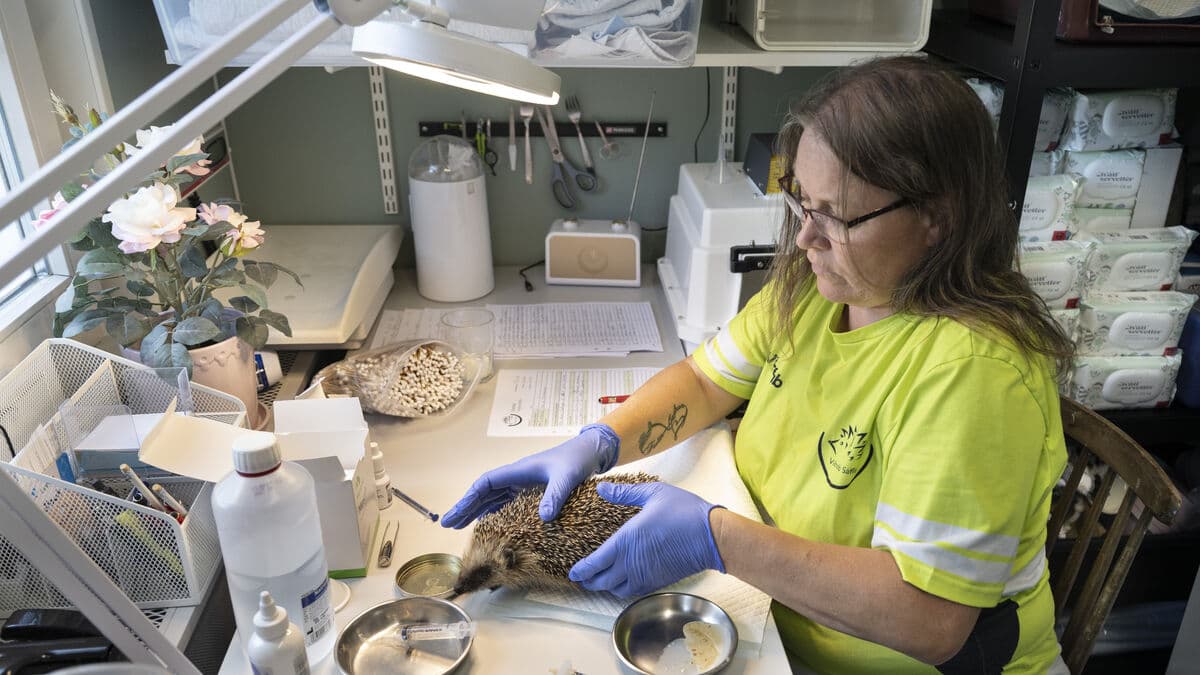 Hedgehogs Face Growing Threats from Lawn Mowers, Traffic and Fly Larvae