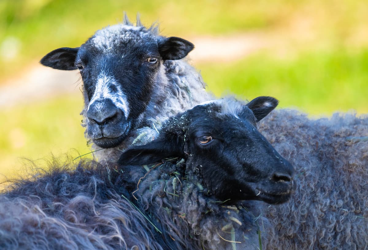 Rare Parasite Found in Sheep on Gotland