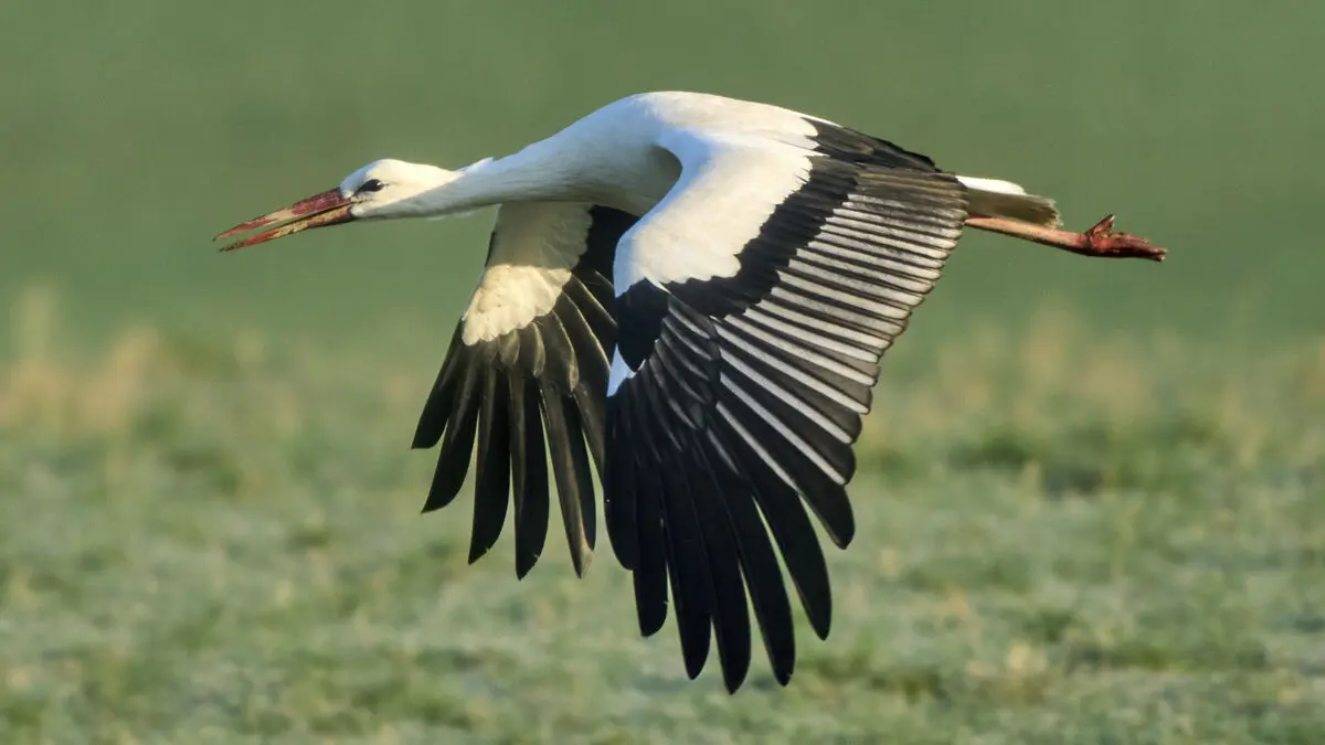 Hundreds of storks dead from flu