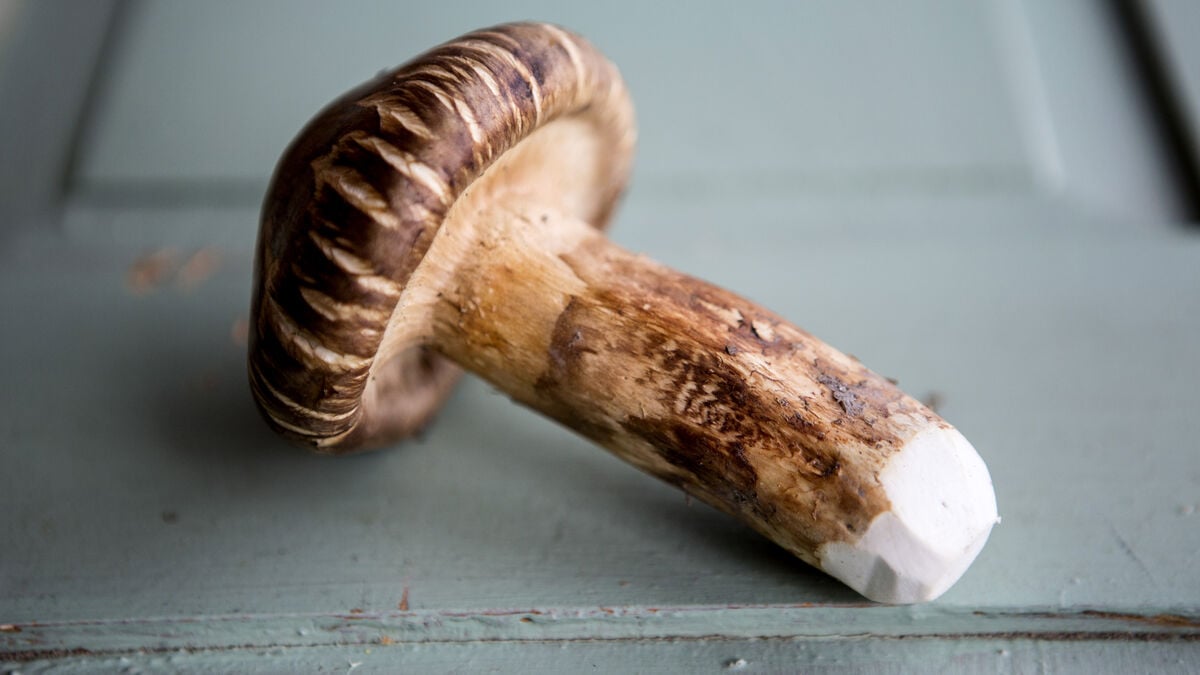 Record price set for the world’s most expensive mushroom in Japan