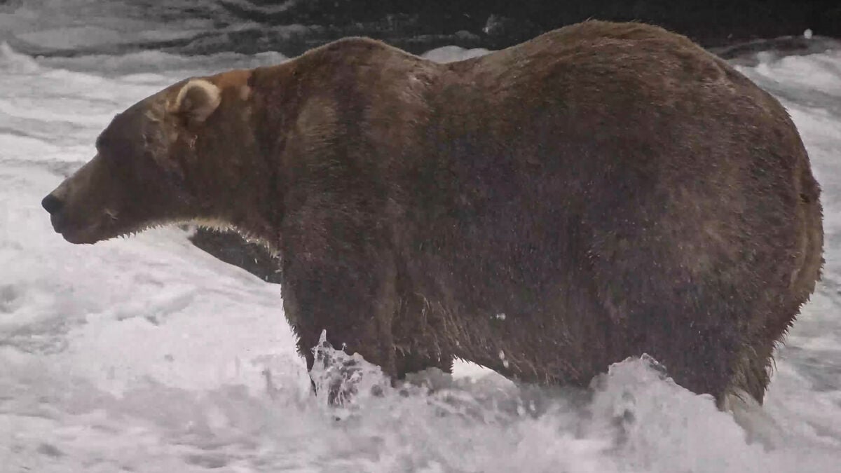 Backpack named Alaska’s fattest bear in Fat Bear Week 2026