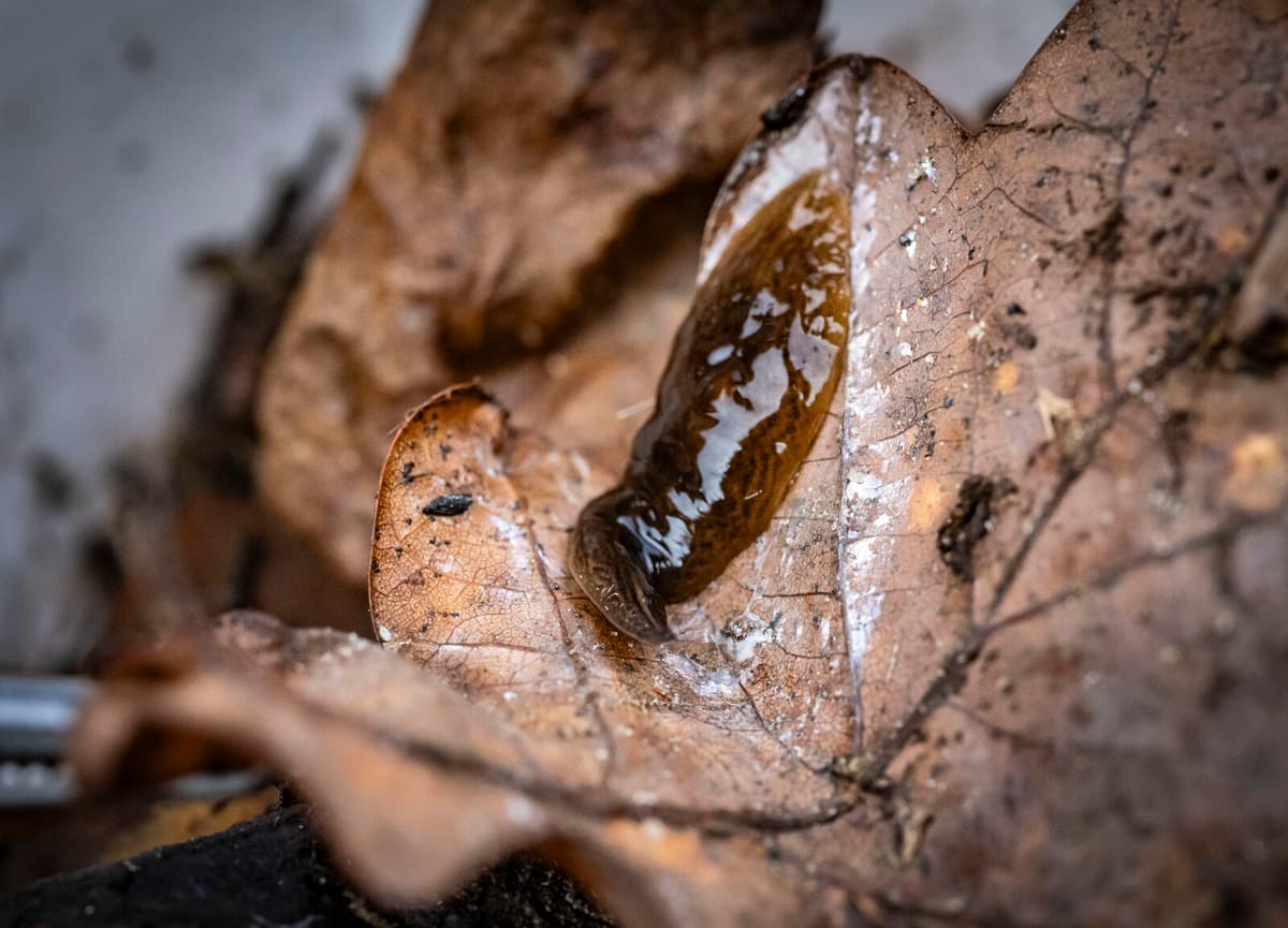 Sniffing out an invasive threat: Trained dogs join hunt for flatworms