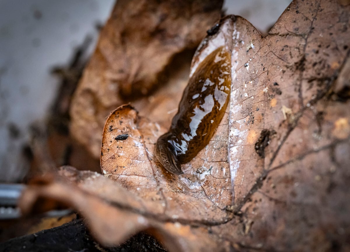 Sniffing out an invasive threat: Trained dogs join hunt for flatworms
