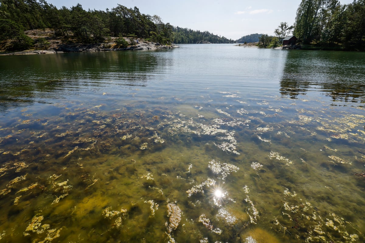 Baltic Sea Algal Bloom Intensifies Amid Warm Weather