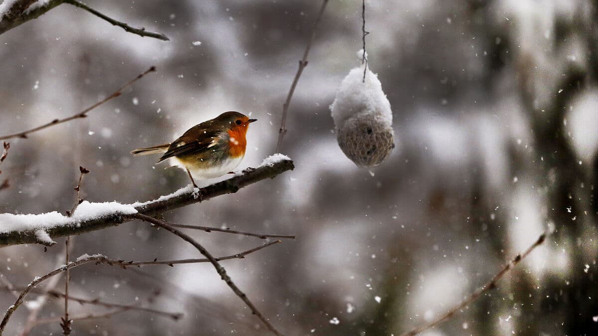 Tough winter for many birds - couldn't handle the cold