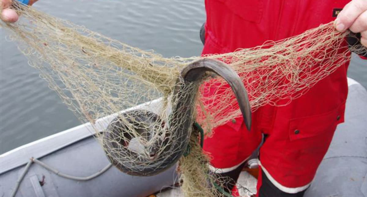 Fisherman in Sölvesborg Faces Charges for Exceeding Eel Quota