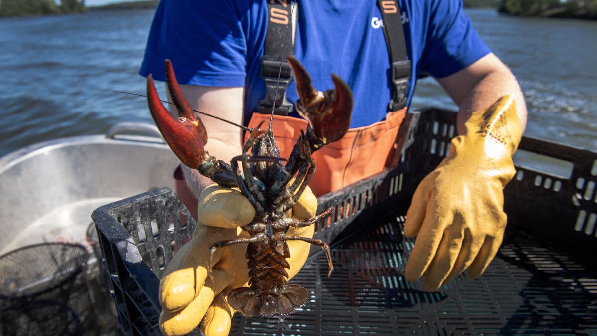 Good Crayfish Catch Expected This Year as Swedish River Crayfish Remains Critically Endangered