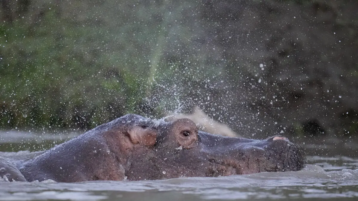 Descendants of Escobar's hippos to be euthanized in Colombia