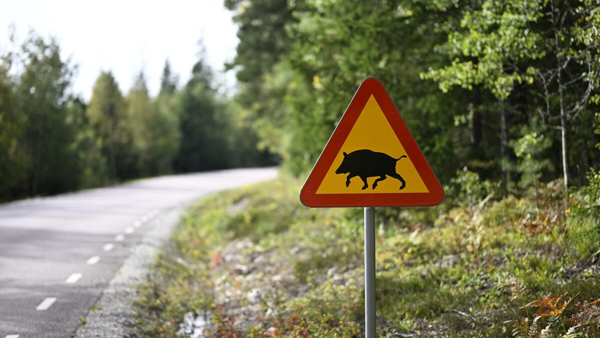 African swine fever outbreak in Västmanland cost society SEK 151 million, report says