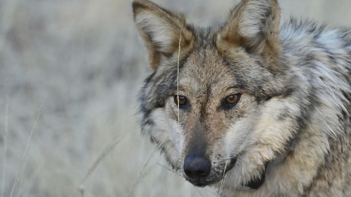 Zoo euthanizes entire wolf pack after conflicts