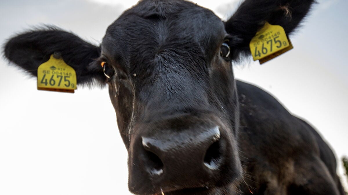Swedish Beef Producers Reach Highest Profitability in 20 Years as Meat Prices Rise