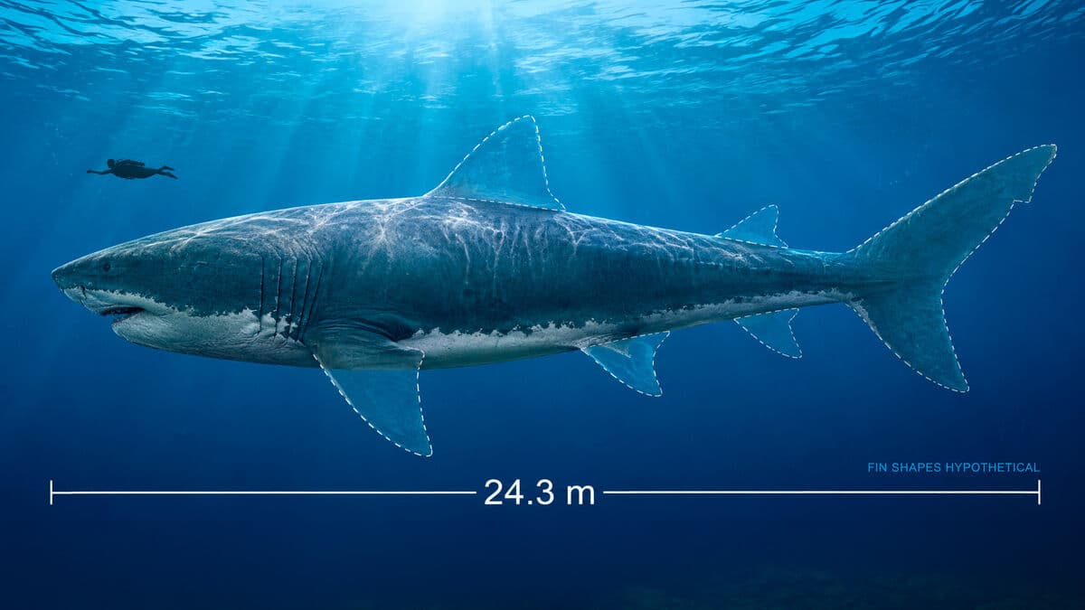 Forgotten megalodon vertebrae reveal age, size and last meal of giant shark