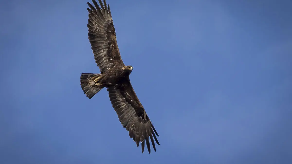 Record year for Sweden's golden eagle in 2025