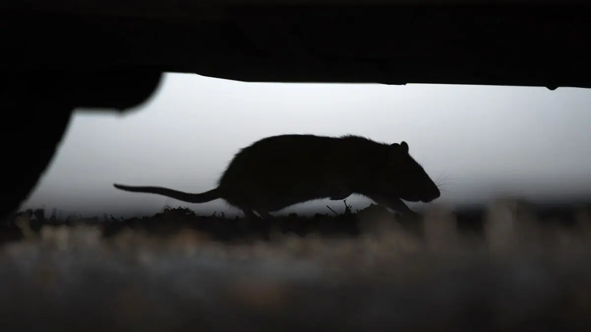Beaver innocent - rat behind power outage
