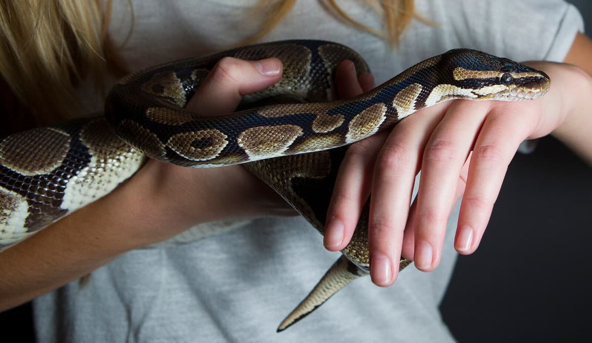 Python Found in Halland Forest by Mushroom Forager