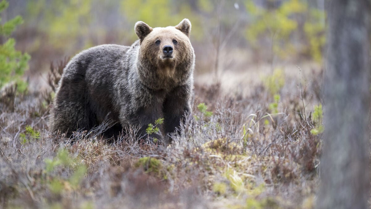 Woman killed by bear in southeastern Poland - son raised alarm