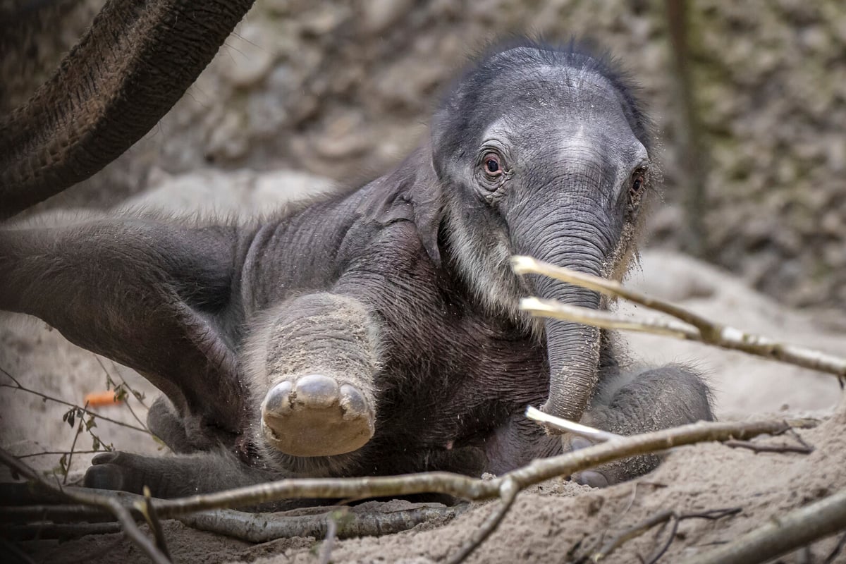 Easter Surprise: Zurich Zoo Welcomes New Elephant Calf