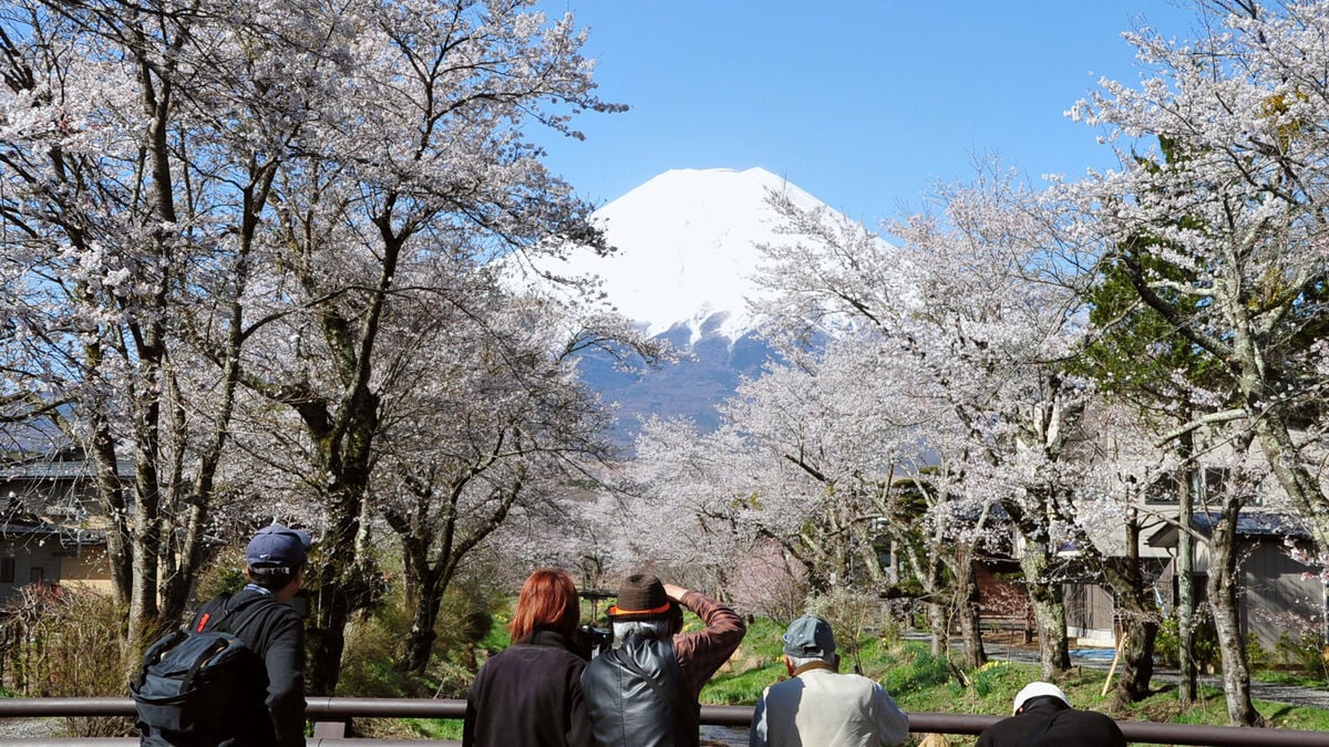 Cherry festival canceled after tourists defecate in residents' gardens