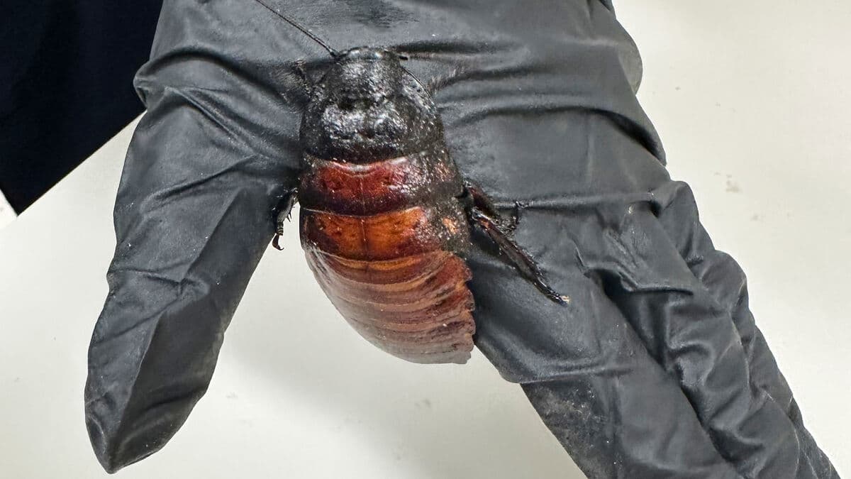 Insect farm shut down - 100,000 illegal cockroaches seized in Australia
