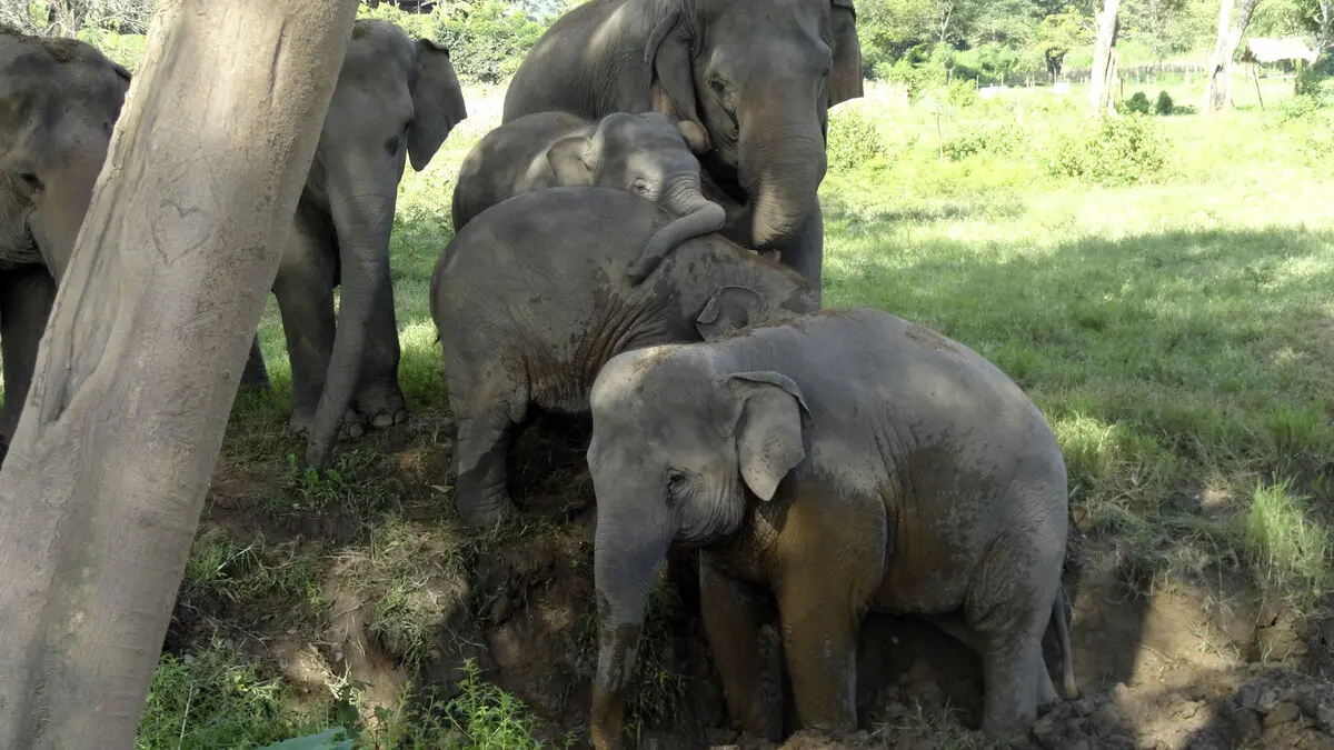 Thai elephants given contraceptive injections