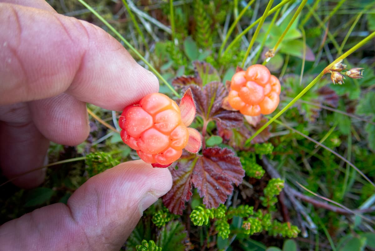 Cloudberry Shortage Drives Record-High Prices This Year