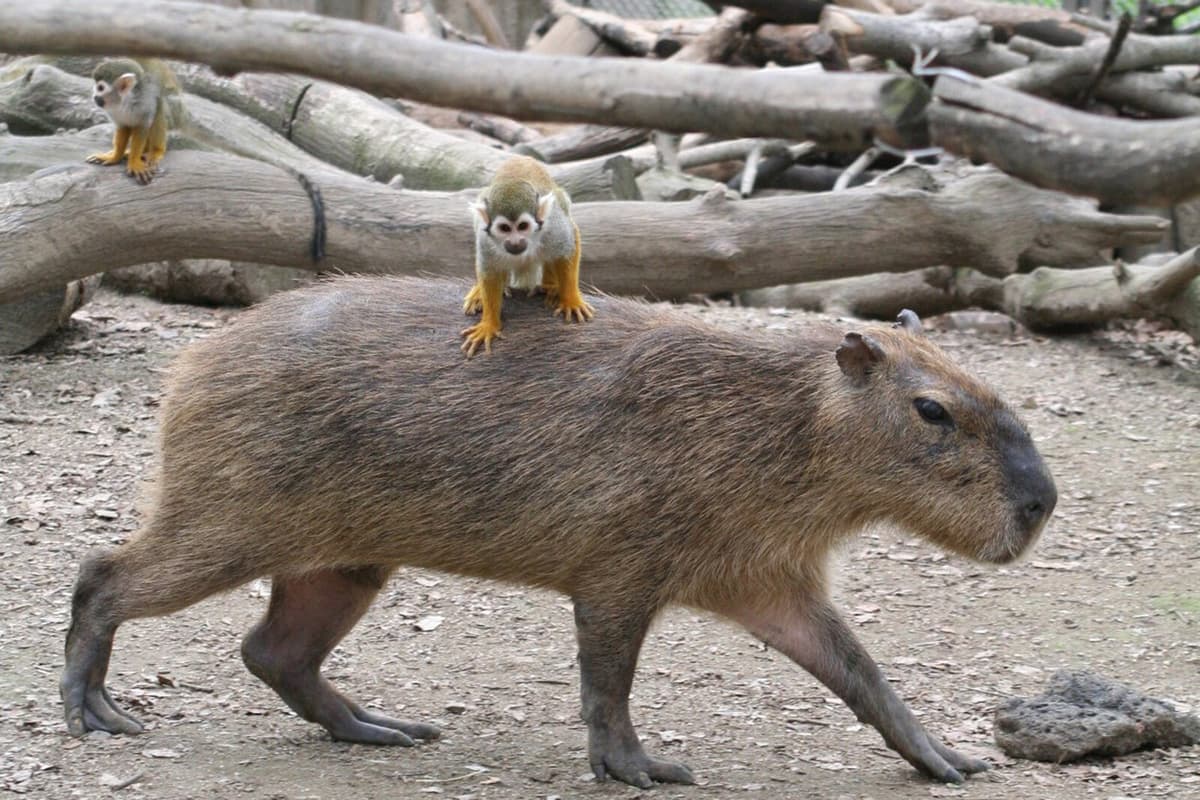 Escaped Capybara Returns Home After Two Months in China
