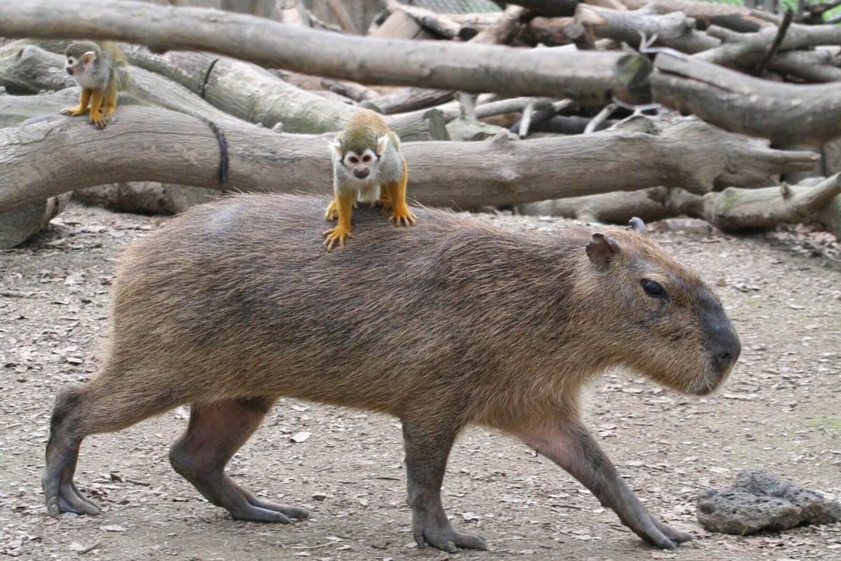 Escaped Capybara Returns Home After Two Months in China