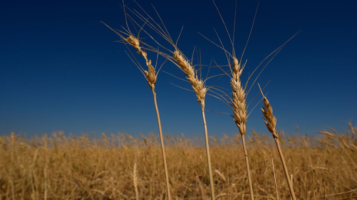 Global food prices hit highest level since 2022, UN says