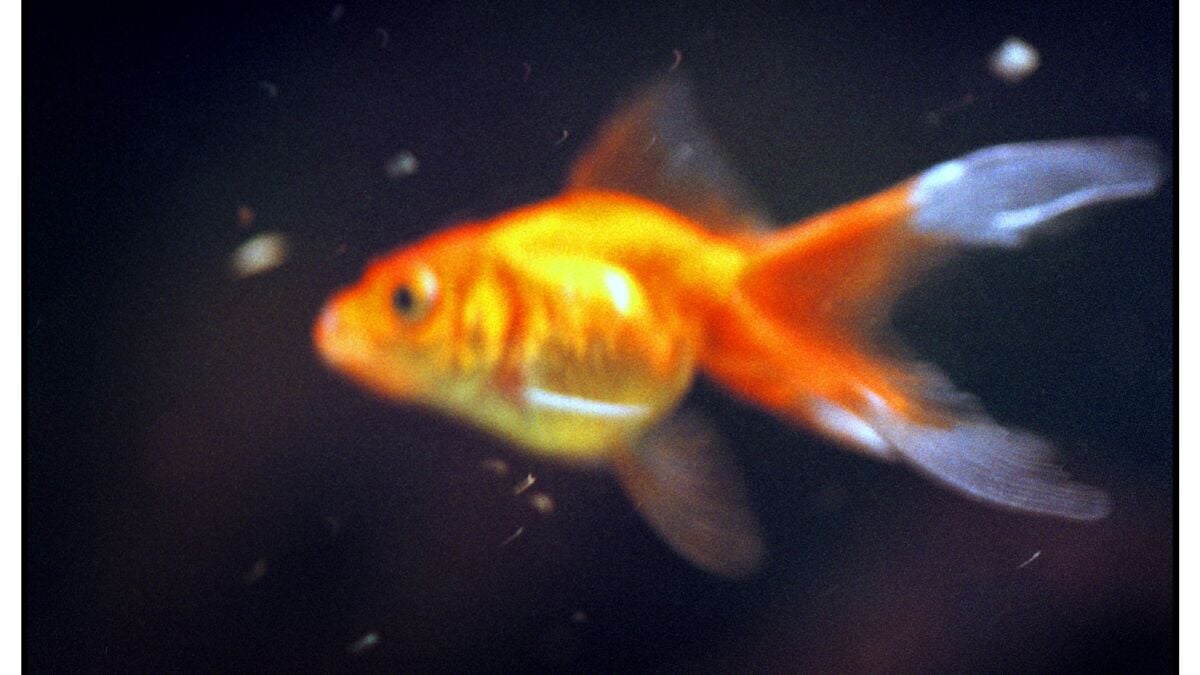 Abandoned goldfish taken into care by county administrative board